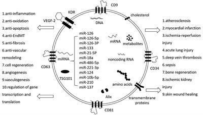 Cardioprotective Roles of Endothelial Progenitor Cell-Derived Exosomes